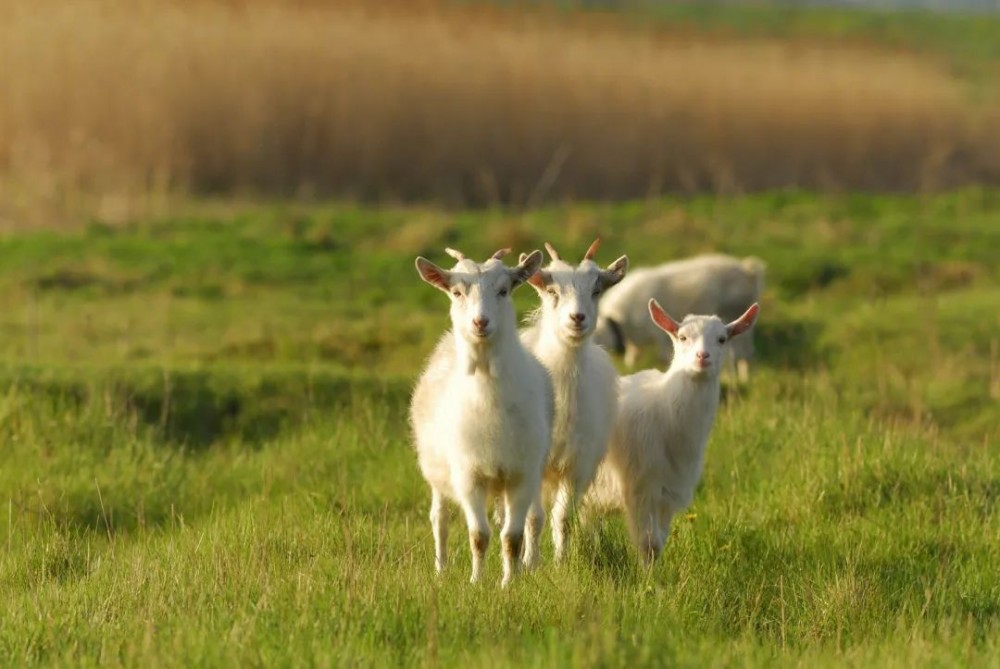 CA88����(�й���) - Ψһ�ٷ���վ